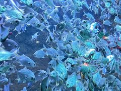 -海合安青岛极地海洋公园