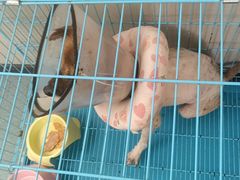 -格蕾宠物医院24H·猫科·肿瘤科·骨科中心(福州总院)