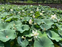 -莲花池公园