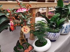 -龙大花卉苗木市场