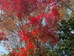 -杭州半山国家森林公园