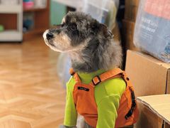 -宠伴小精灵宠物店(鼓楼店)
