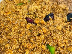 -金鹏鱼肉馆