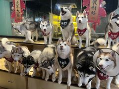 -Husky Go! 哈士奇体验馆·宠物咖啡厅狗咖
