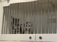 -东方名猫馆·英短金渐层布偶猫舍(环线广场1号楼店)