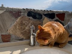 -喵屿·大理花园猫咖