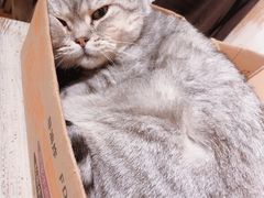 猫-小时光咖啡馆(开森度假森林店)