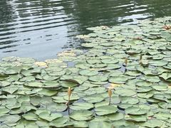 -成飞公园