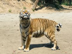 -大连森林动物园