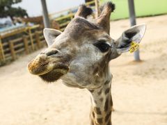 -西霞口神雕山野生动物世界