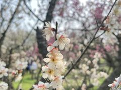 -梅花山(明孝陵内)
