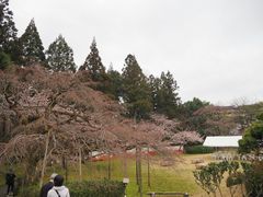 -醍醐寺