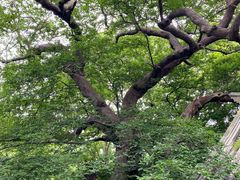 -青岛崂山太清宫
