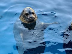 -海合安天津极地海洋公园