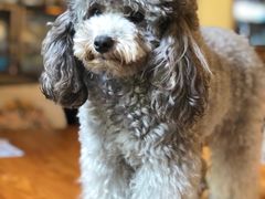 -more than meow吴止猫主题餐厅(承德 中船汇店)