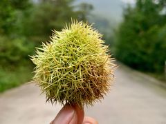 -鲁山国家森林公园