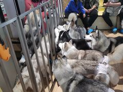 -Husky Go! 哈士奇体验馆·宠物咖啡厅狗咖
