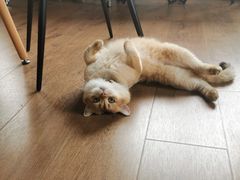 -东方名猫馆·英短金渐层布偶猫舍(环线广场1号楼店)