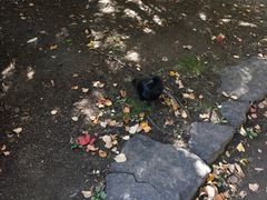 -北海道厅旧本厅舍(旧本庁舎)