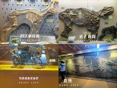 -河南自然博物馆