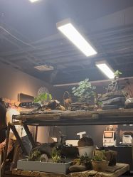 -周忆刺青原创设计定制