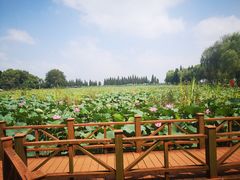 -洪湖生态旅游区