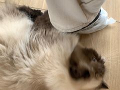 -有喵·猫咖·狗咖·30几只猫10只小狗(岗厦店)