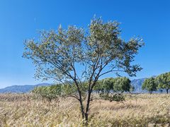 -野鸭湖国家湿地公园