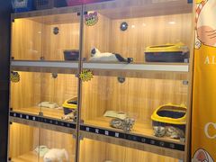 -欣宠猫屋·矮脚拿破仑·蓝金金渐层