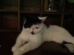 -吉丁鸟咖·异宠·寄养