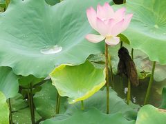 -深圳仙湖植物园