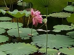 -云溪植物园