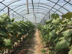 -马陆小张葡萄园农家乐