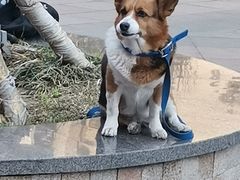 -青岛海尔洲际酒店