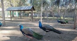 -萌宠亲子动物乐园(槐房万达店)