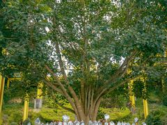 -西双版纳勐泐文化旅游区