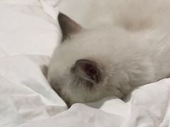 -lincat·猫舍(广州店)
