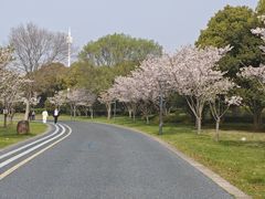 -贡湖湾湿地公园