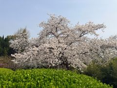 -嘉定紫藤园