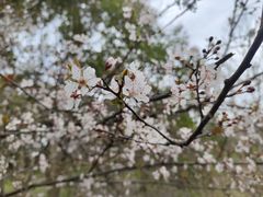 -顾村公园