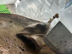 -袁记原味老鹅(梅岭店)