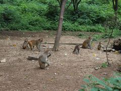 -黔灵山公园