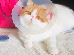 -美联众合动物医院·24h转诊中心