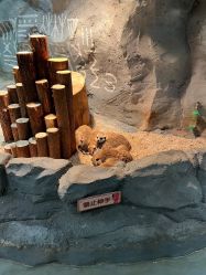 -Zoolung Zoolung动物主题公园(海信广场店)