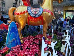 -越秀西湖花市(广州城市广场花卉店)
