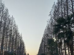 -黄海国家森林公园