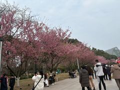 -南山植物园