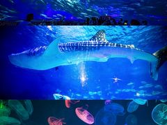 -烟台海昌鲸鲨海洋公园