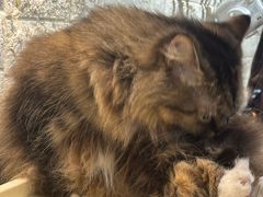 -平行世界·猫咖(首经贸店)