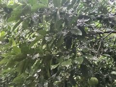 -麦当劳(武商建二店)